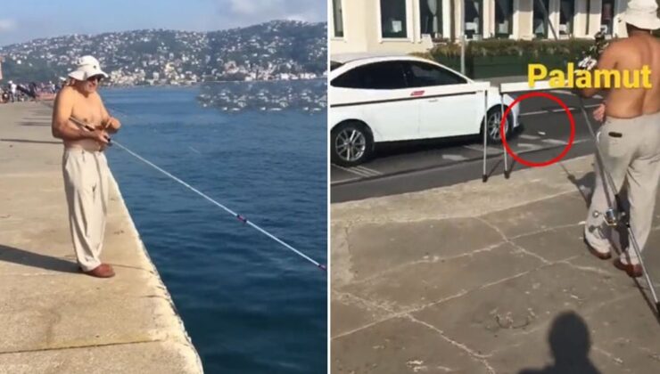 İstanbul’da bir balık, araba çarpması sonucu telef oldu