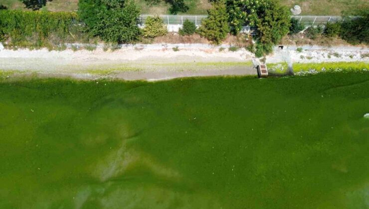 İstanbul’da Kirlilik Nedeniyle Kapatılan Plajda Deniz Yeşile Büründü