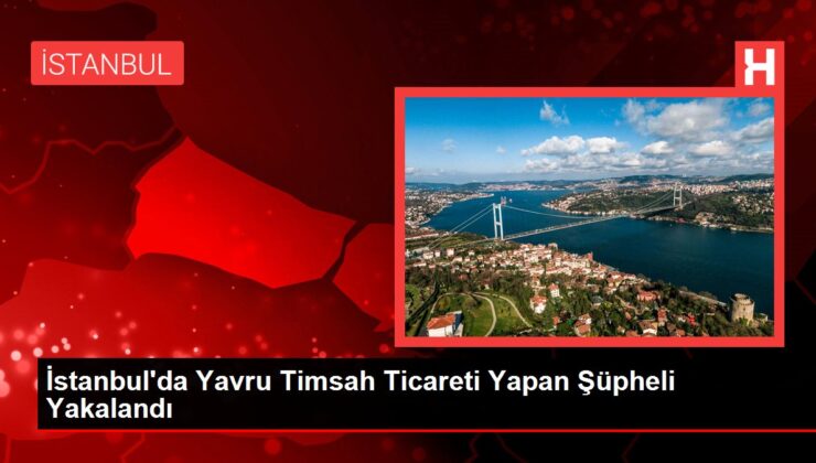 İstanbul’da Yavru Timsah Ticareti Yapan Şüpheli Yakalandı