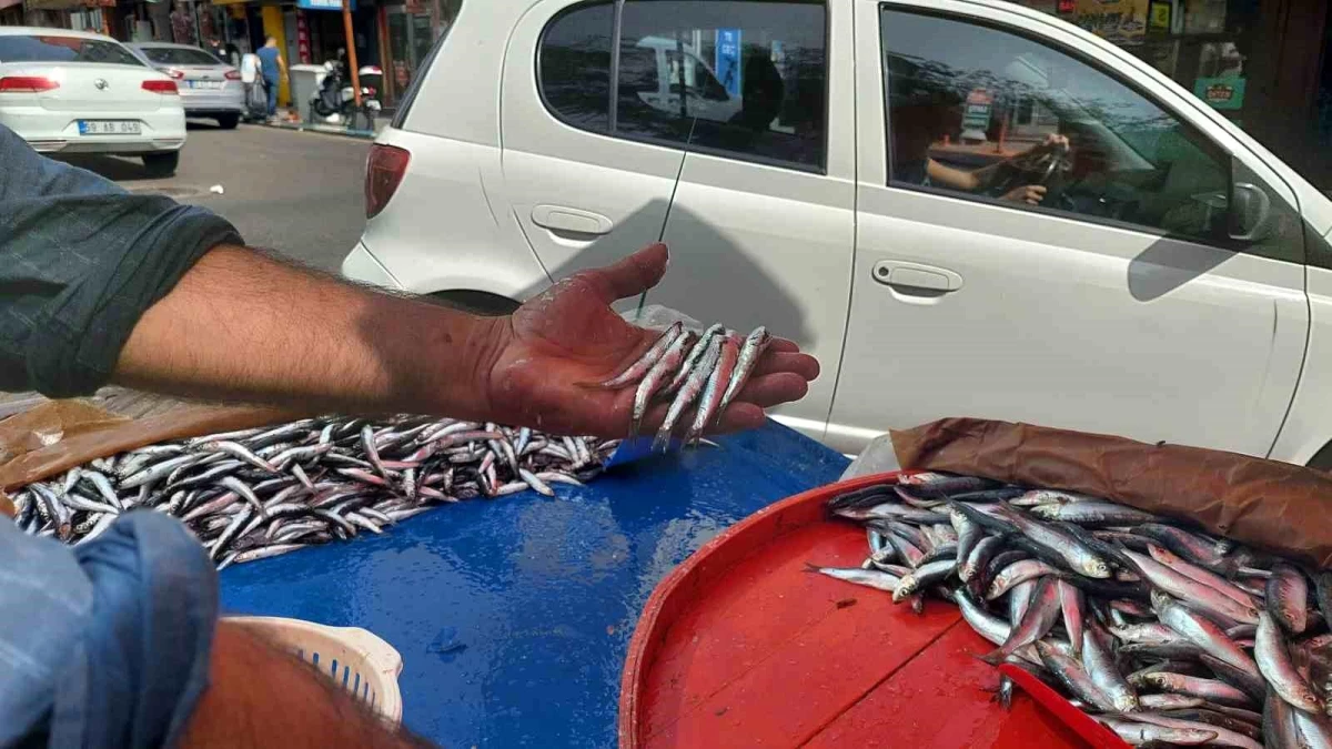 Tekirdağ’da Hamsi Fiyatları Düştü