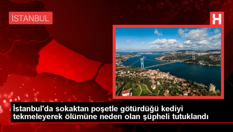 Bayrampaşa’da Sokaktan Poşete Koyup Götürdüğü Kediyi Tekmeleyerek Öldüren Şüpheli Tutuklandı