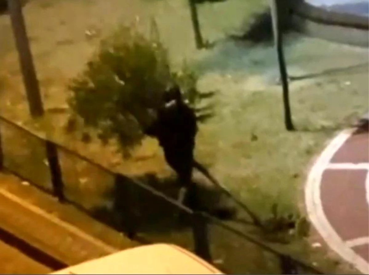 Sultangazi’de Parktaki Ağacı Yerinden Söken Şahıs Kameralara Yansıdı