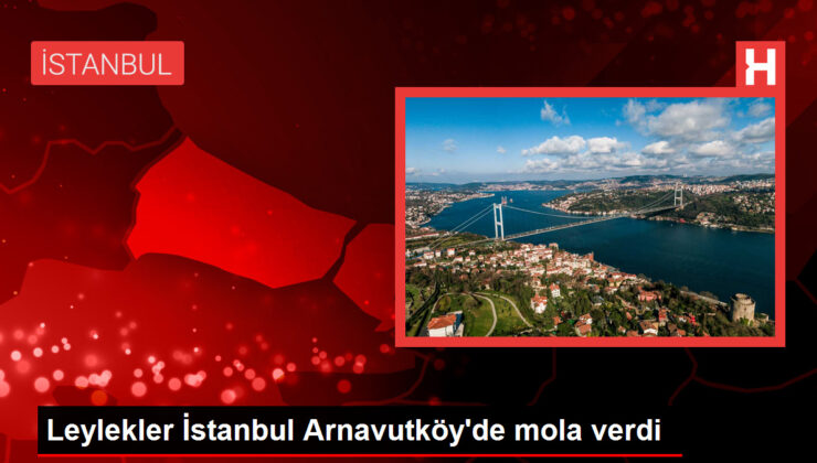 Leylekler İstanbul Arnavutköy’de mola verdi