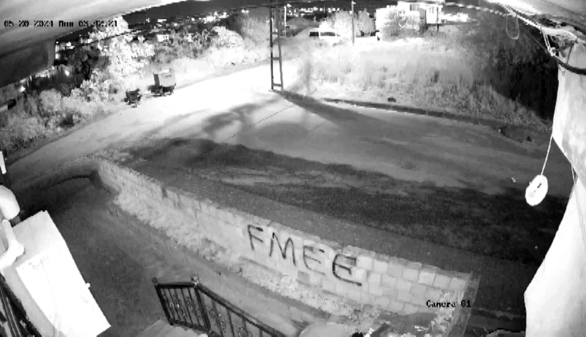 Arnavutköy’de Sokak Köpekleri Kediye Saldırdı