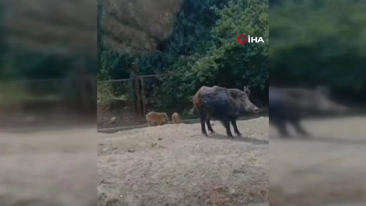 Eyüpsultan’da yola inen domuzları ekmekle besledi