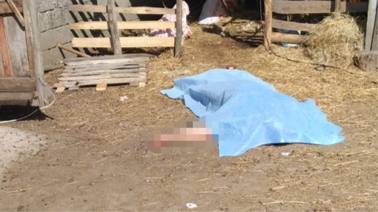 Koyun kırkarken canından oldu