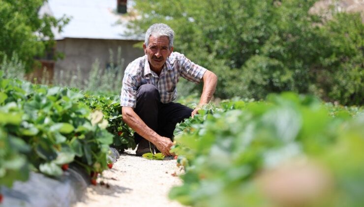 Almanya’dan öğrendiği sırla Sivas’ta çilek üretiyor: 10 gün bozulmuyor