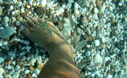 Antalya’da deniz kıyısında görülen balıklar, tedavi ediyor