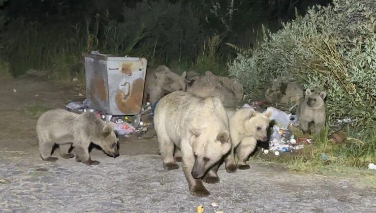 Bitlis’te Nemrut’a gidenlere ayı sürprizi