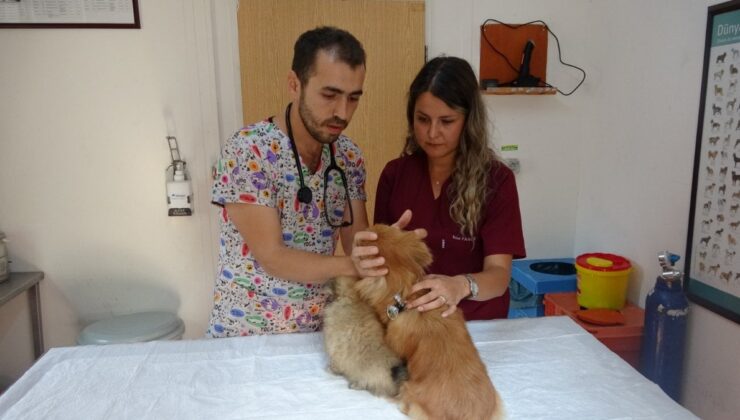 Bursa’da 4 köpeğe işkence eden kadını eski sevgilisi ifşa etti