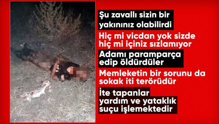 Fatih’te sokak köpeklerinin saldırdığı kişi öldü