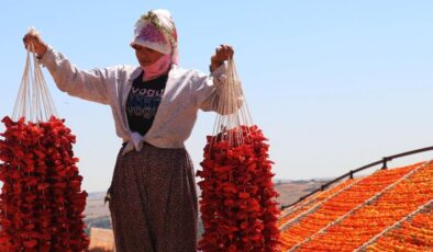 Gaziantep’in yükseklerinde kurutmalık sezonu