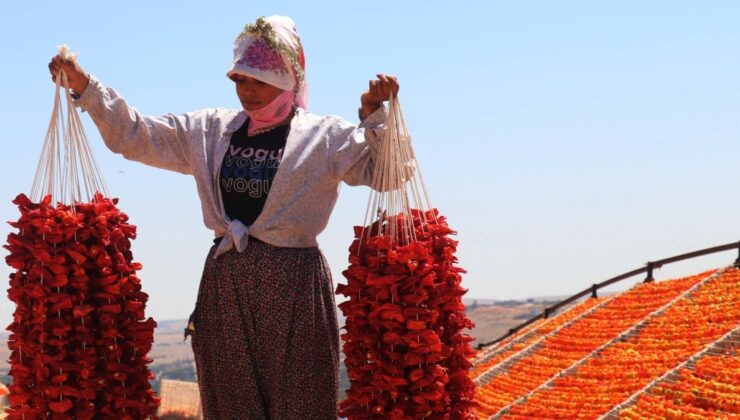 Gaziantep’in yükseklerinde kurutmalık sezonu