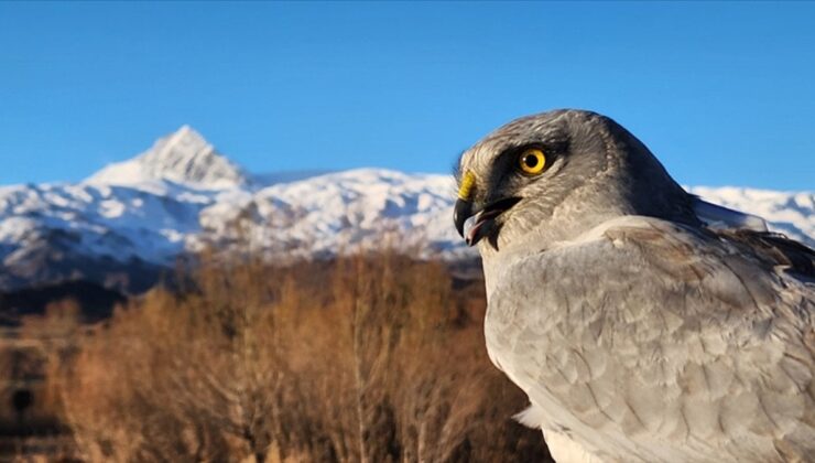 Gökçe delicenin Iğdır’dan Arktik Okyanusu’na göçü izlendi