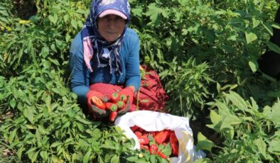 Hatay’da kavurucu sıcakta biber hasadı