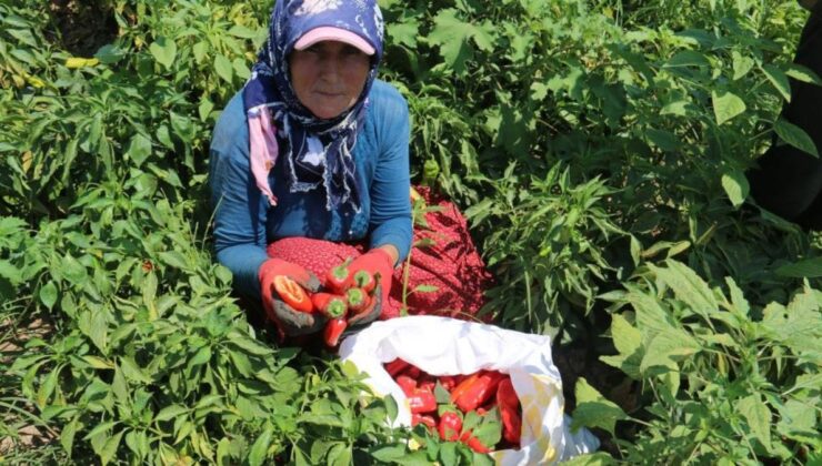 Hatay’da kavurucu sıcakta biber hasadı