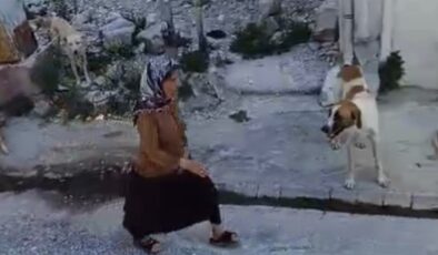 Hatay’da yaşlı kadının etrafını sokak köpekleri sardı