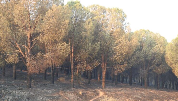 İzmir’de yangın sürüyor: Bilanço gün ağarınca ortaya çıktı