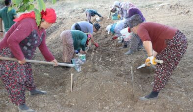 Karabük’te tescilli safran soğanı dikimi başladı