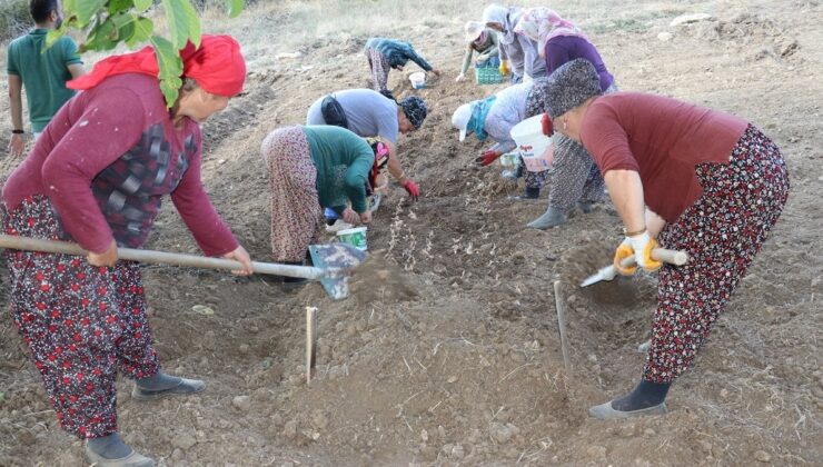 Karabük’te tescilli safran soğanı dikimi başladı