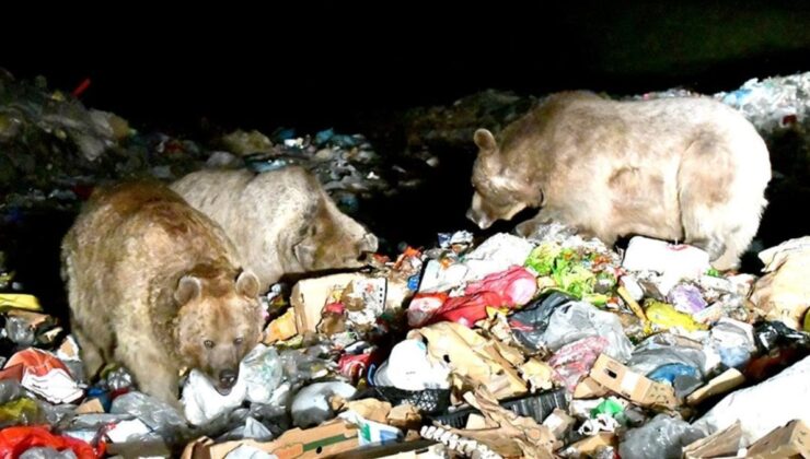 Kars’ta bozayılar, şehir çöplüğüne indi