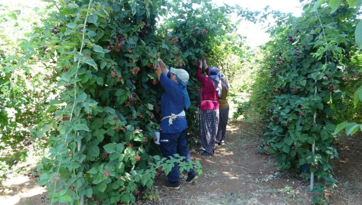 Malatya’da böğürtlen bahçesi yoğun ilgi görüyor