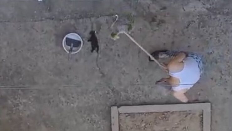 Manisa’da bir kişi yavru kedileri fırça sapıyla öldürdü