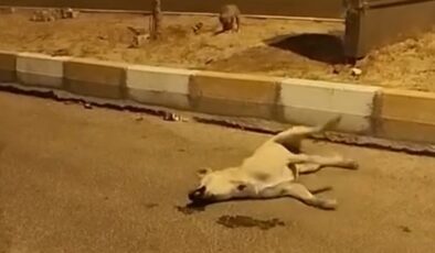 Mardin’de başıboş köpekler başka bir köpeği parçaladı