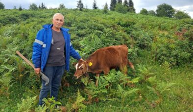 Ordu’da ahıra giren aç ayı ineği götürdü