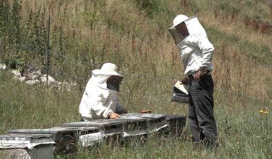 Rize’de Anzer Balı’nda sağım tamamlanarak tescile gönderildi