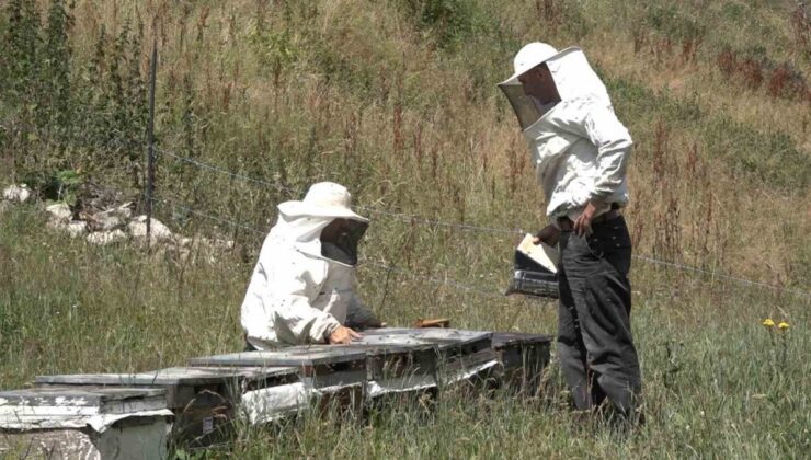 Rize’de Anzer Balı’nda sağım tamamlanarak tescile gönderildi