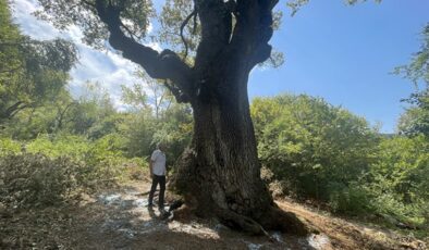 Türkiye’nin en yaşlı meşe ağacı 11 asrı aşkın süredir ayakta