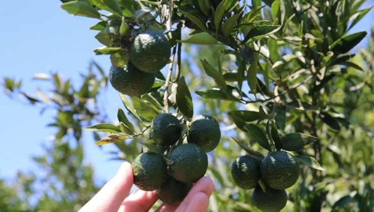 Yeşil Bodrum Mandalini raflarda yerini aldı