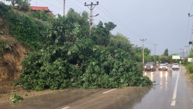 Adana’da şiddetli fırtına! Ağaç yola devrildi