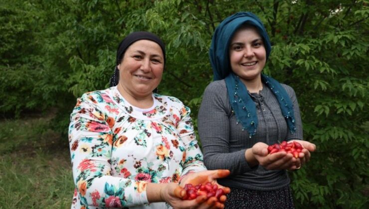 Adana’da yetişen şifalı kızılcık kirazının hasadı başladı