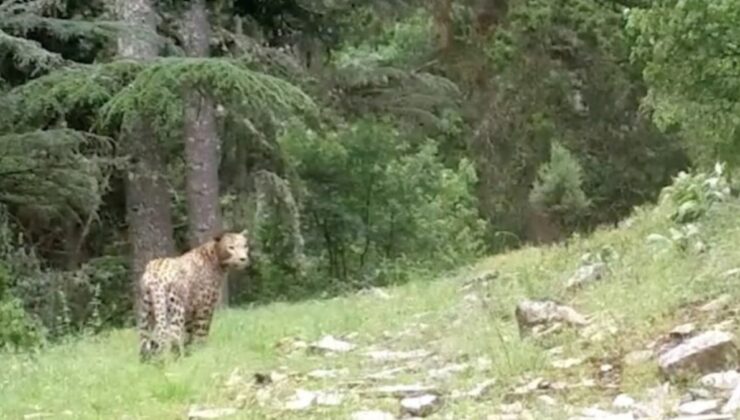 Anadolu parsı bir kez daha görüntülendi