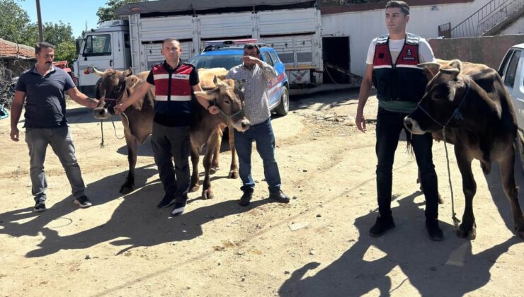 Ankara’da çalınan 4 büyükbaş hayvan, Aksaray’da satılırken bulundu