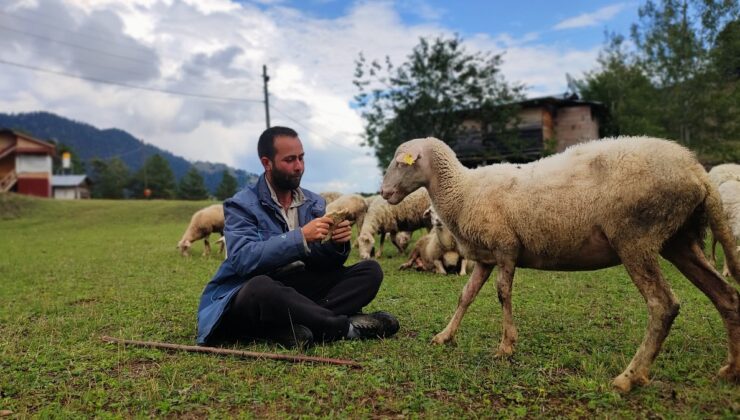 Artvin’de kaymakamlık hayali kuran genç, çoban oldu