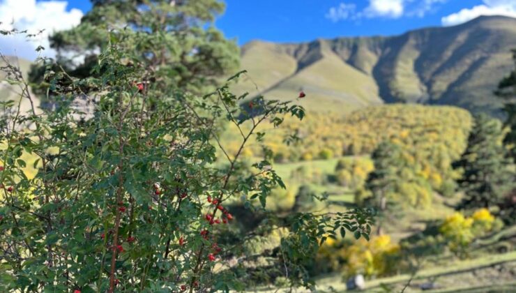 Artvin’den sonbahar manzaraları