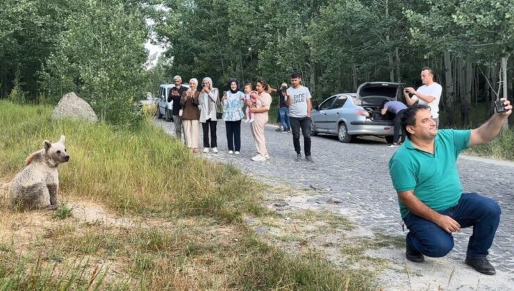 Bitlis’te ayıyla selfie çekip cips ikram ettiler