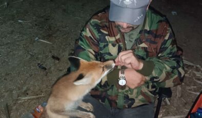 Bolu’da gece nöbeti tutarken gelen tilkiyi elleriyle besledi