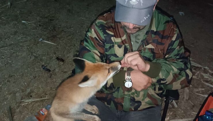 Bolu’da gece nöbeti tutarken gelen tilkiyi elleriyle besledi