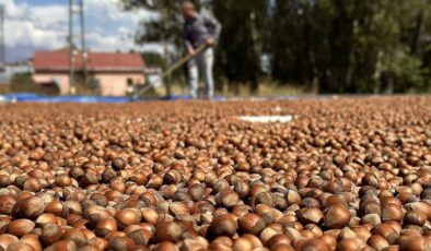 Borsalarda 403 bin tondan fazla fındık işlem gördü