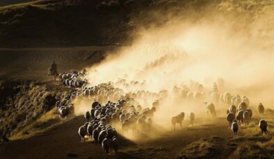 Büyükbaş ve küçükbaş hayvan sayısında son durum