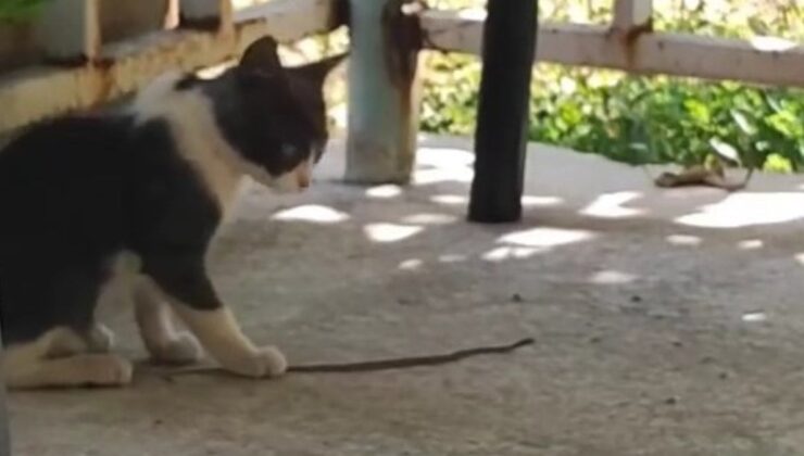 Elazığ’da kedi bu kez fareyle değil yılanla oynadı