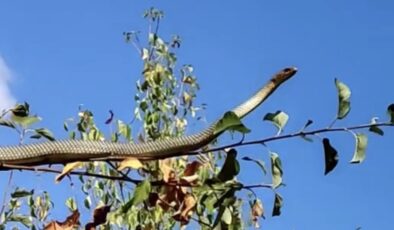 Erzincan’da elma ağacında yılan görüntülendi