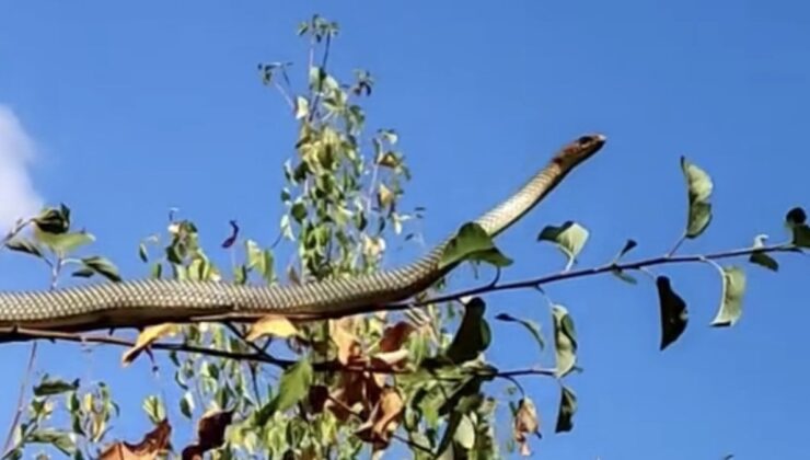 Erzincan’da elma ağacında yılan görüntülendi