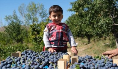 Erzincan’da hasadına başlanan Cimin Üzümü’nün yararları saymakla bitmiyor