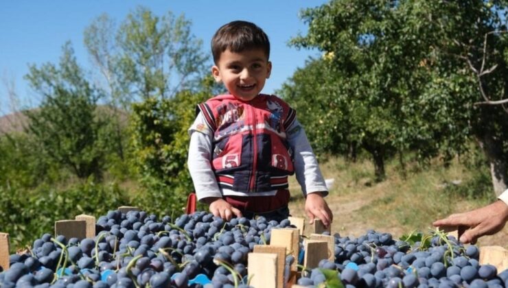 Erzincan’da hasadına başlanan Cimin Üzümü’nün yararları saymakla bitmiyor