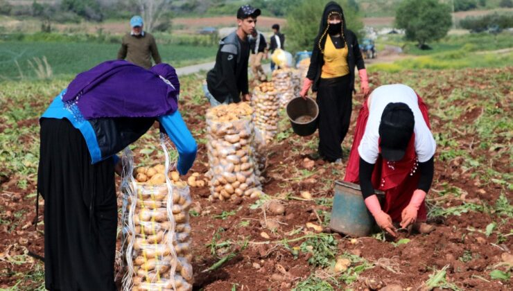 Erzincan’da patates hasadı için kollar sıvandı